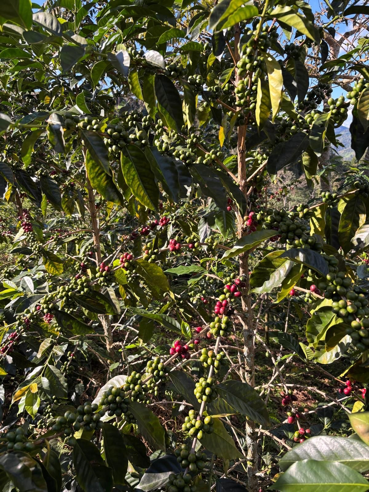 Peru - Los Tulipanes