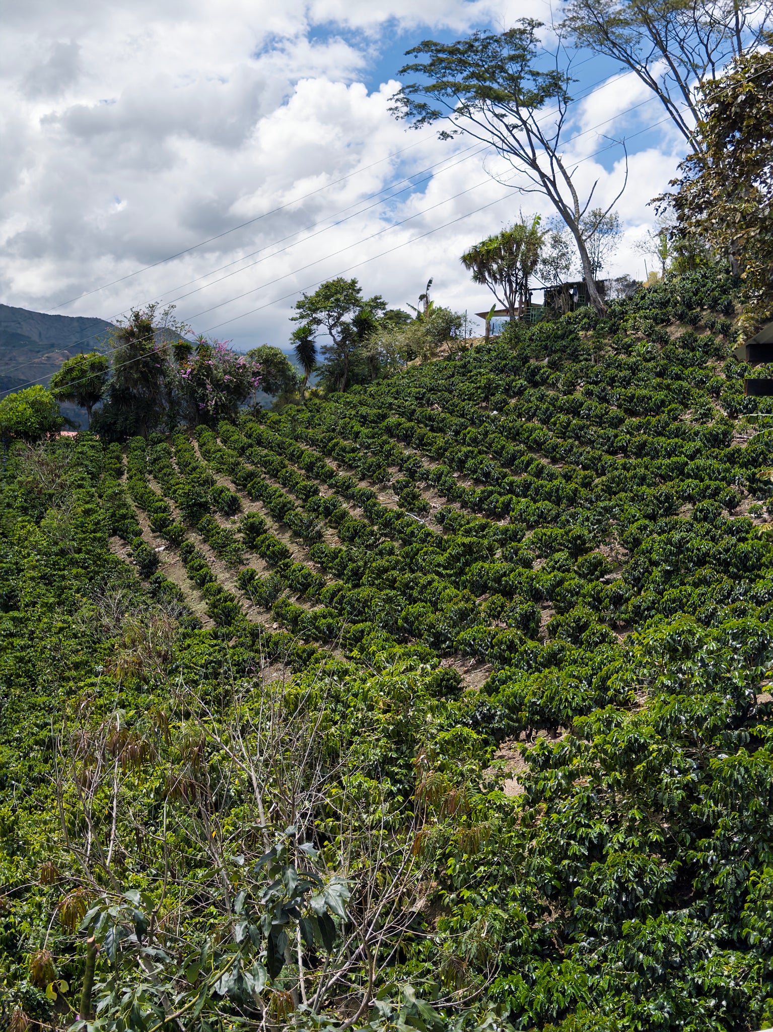 Colombia - Honey Mountain