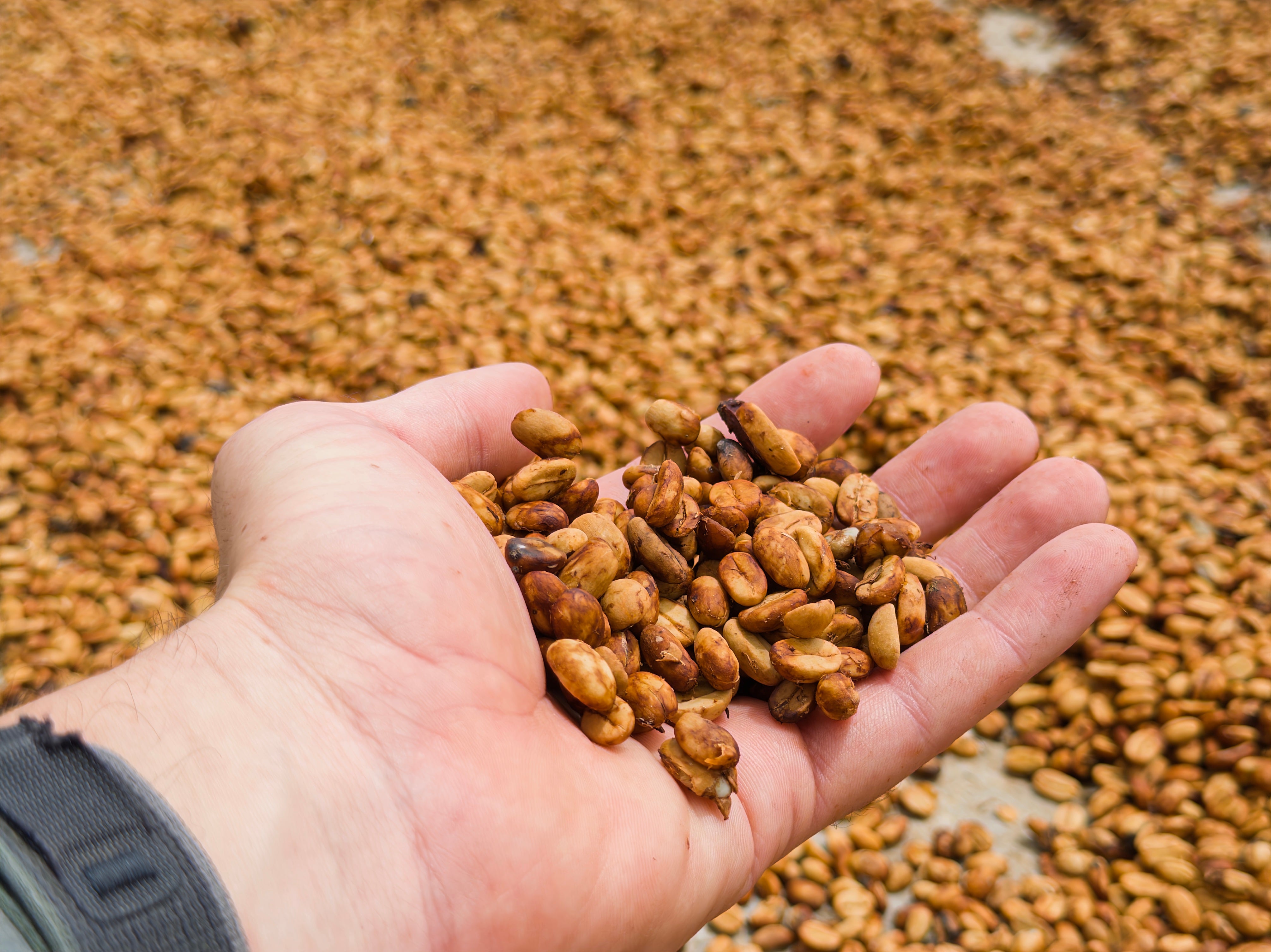 Colombia - Honey Mountain