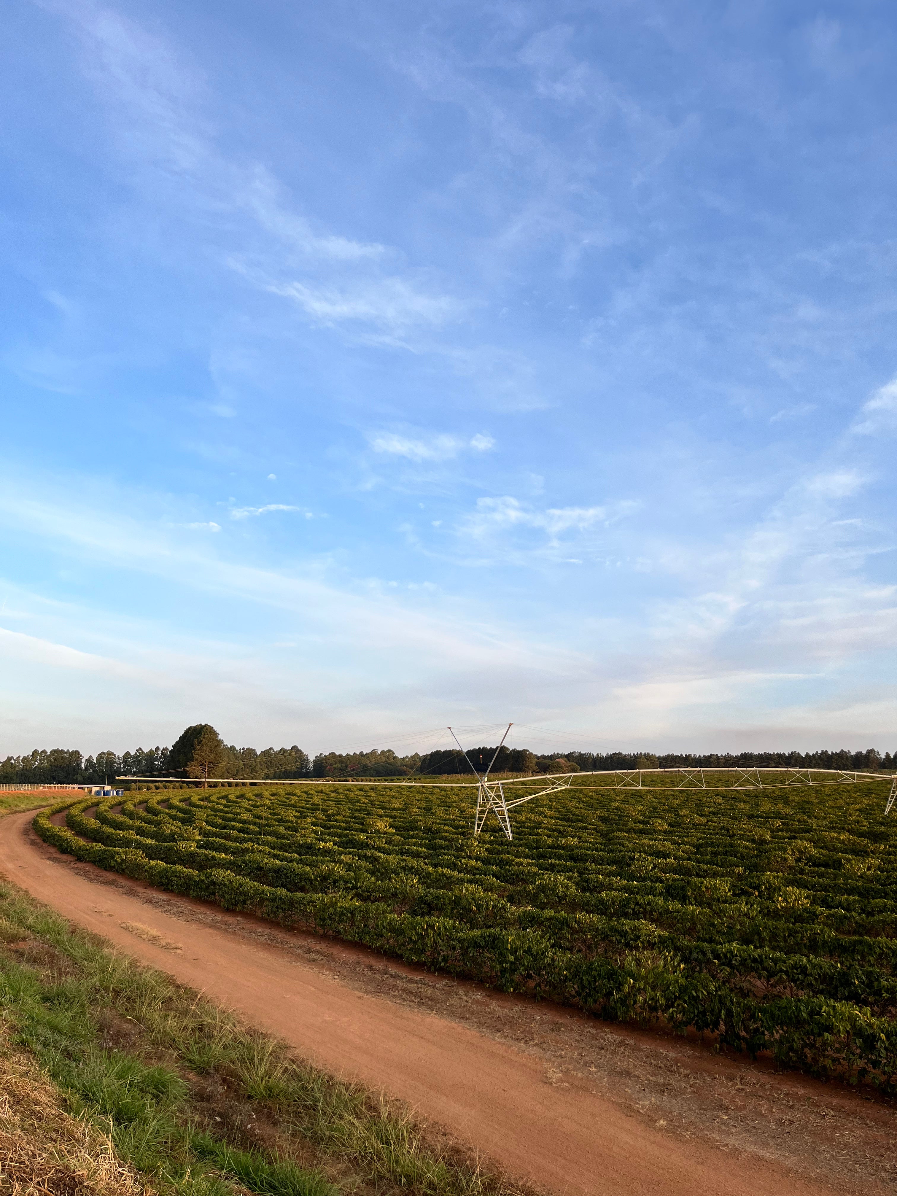 Brazil - Daterra Stardust