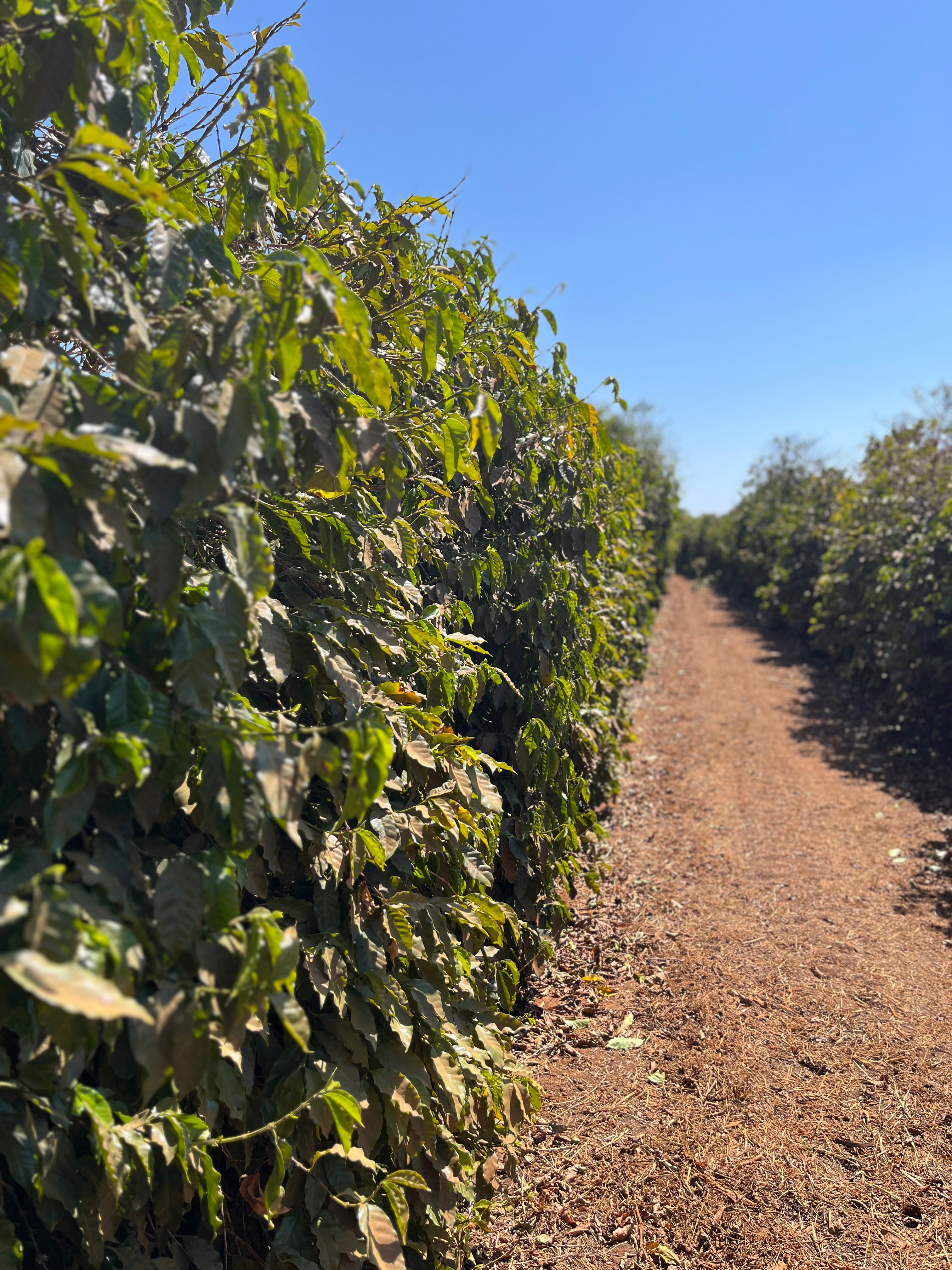 Brazil - Daterra Stardust