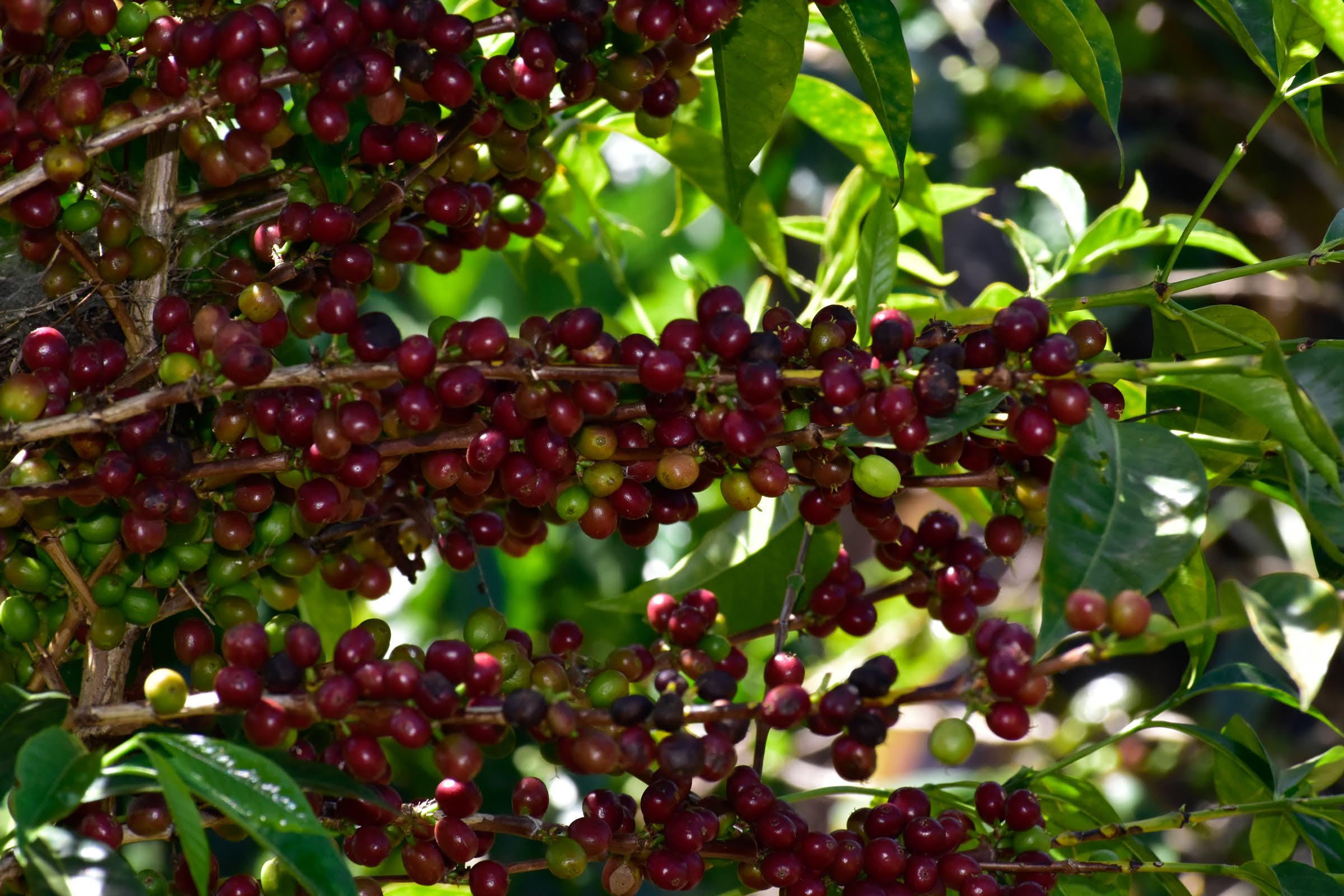 Ethiopia - Shakisso Organic