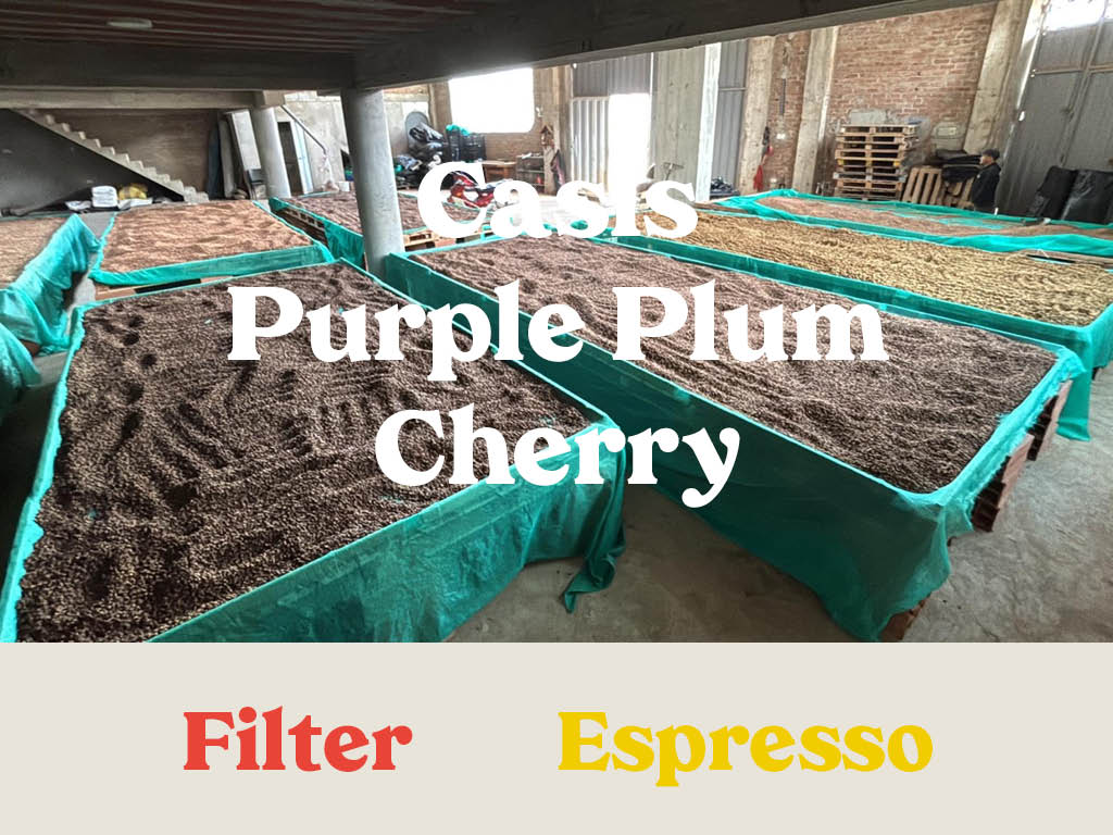 Peru - Los Tulipanes