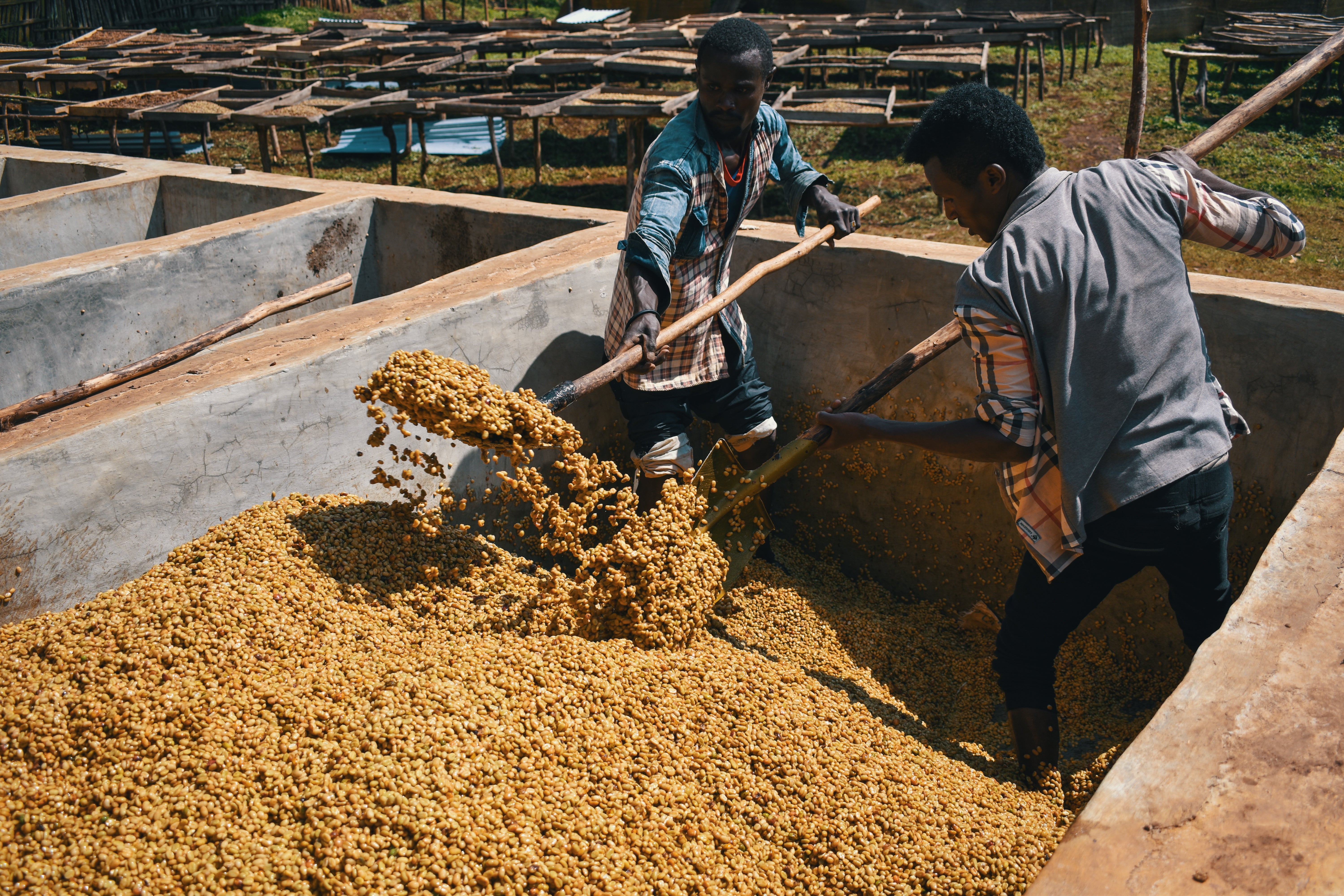 Ethiopia - Gerse