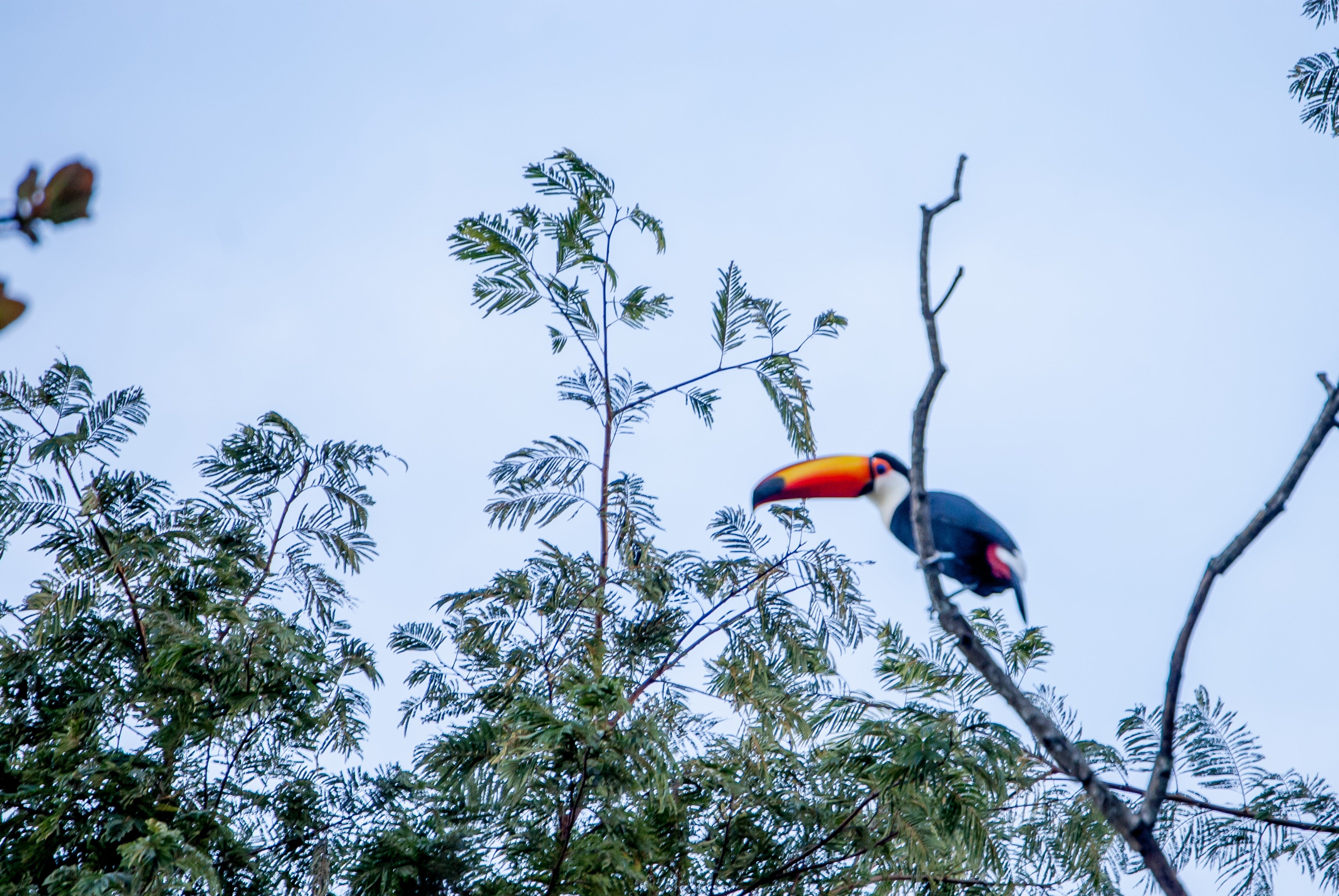 Brazil - Daterra Masterpiece Martinez